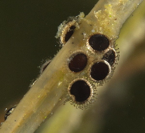 statoblasts 
(Cristatella) by Chris Krambeck 